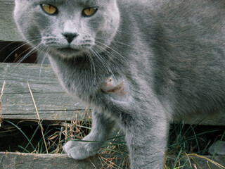 The domestic gray British Shorthair Cat wound with stitches after surgery, because of being bitten...