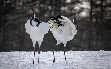 Red crowned cranes dancing, Hokkaido, Japan