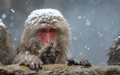 Japanese macaque (snow monkey), in heavy snow, in Hell's Valley, Japan