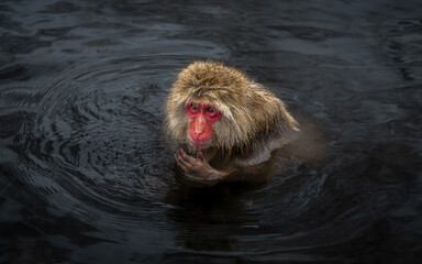 Young Japanese macaque (snow monkey) bathing in hot pool, in Hell's Valley, Japan