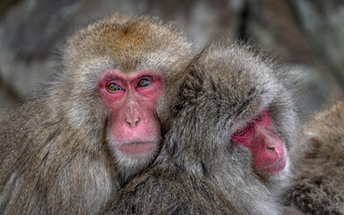 Japanese macaques (snow monkeys), in Hell's Valley, Japan