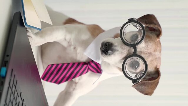 Adorable nerd dog Jack russell terrier wearing glasses tie and white collar office style working with laptop. Vertical video footage. Working desk. Funny pet Looking at camera