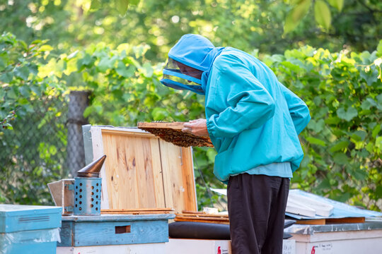 A beekeeper inspects a frame with bee brood, demonstrating the process and the importance of regularly inspecting bee colonies. The concept of training and education in beekeeping