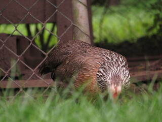glückliche Hühner auf dem Land im Grünen