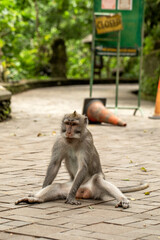 A long-tailed macaque is sitting on a footpath in the Ubud Monkey Forest. 