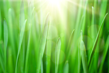 Fototapeta na wymiar Spring juicy young green grass. Grass Background. Beautiful close-up image of young green grass against the light of the morning sun