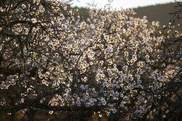 Obraz na płótnie Canvas Almond trees blooming in the Pla de Corona area in the town of Santa Agnes on the island of Ibiza.