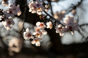 Almond trees blooming in the Pla de Corona area in the town of Santa Agnes on the island of Ibiza.