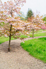 Naklejka premium Cherry tree blossoming in garden, spring landscape
