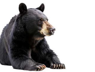 A close-up of a black bear with a keen gaze.