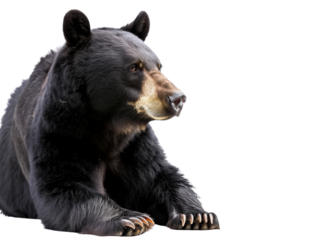 A close-up of a black bear with a keen gaze.