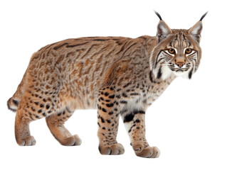 A side view of a bobcat with prominent spots and tufted ears.