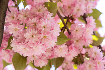 Cherry sakura tree blossoming tree close up, pink cloud of flowers
