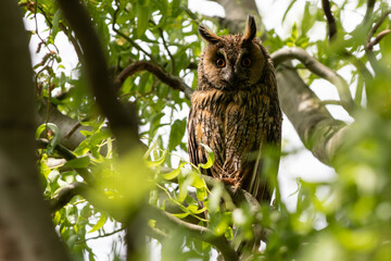 An owl sits on a willow branch. Scene of wild animals from their natural habitat. A bird on a willow tree