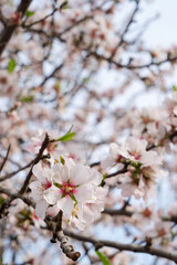 almond tree tender pink bloom, close up spring of almond tree twigs on blue sky background