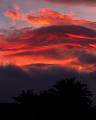 Palm trees silhouettes against an epic sunset