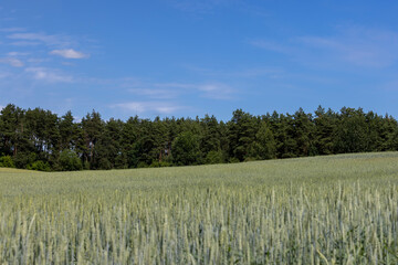 beautiful green unripe rye cereals in the summer