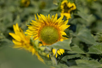 high-yielding field with yellow sunflower flowers, pollination