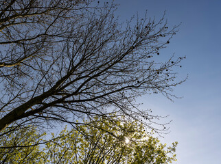 sycamore tree against the blue sky in the spring season