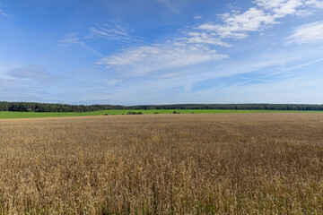 Obraz premium a field with cereals in sunny summer weather