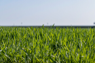 Fototapeta premium a new wheat crop in the spring season, new sprouts