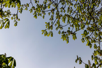 a flowering chestnut tree in the spring season, a spring park