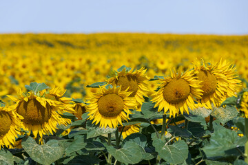 high-yielding field with yellow sunflower flowers, pollination