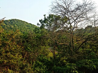 trees in the mountains