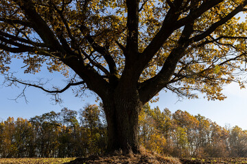 Fototapeta na wymiar an old huge oak with orange autumn foliage