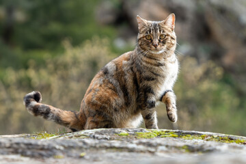 Alert Tabby Cat Standing on a Stony Ground with a Soft Focus Nature Background