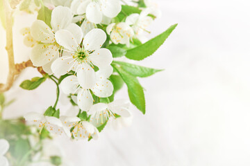 Obraz na płótnie Canvas Spring Easter background. Passover blooming white apple or cherry blossom on white wooden background. Happy Passover background. World environment day. Easter, Birthday, womens day holiday. Mock up.