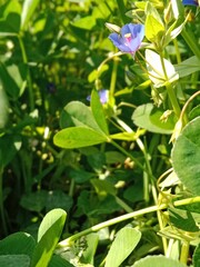 Fototapeta na wymiar Flower of the lysimachia foemina or flower of the blue pimpernel or poor man's weatherglass or flower of the Anagallis foemina in the garden