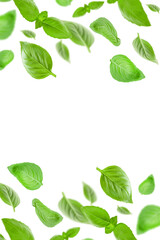 Basil leaves isolated in white. Fresh flying basil leaves. Basil pattern. Ingredient, spice for cooking. Food levitation concept. Green basil leaves collection top view space for advertising and text