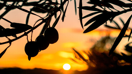 some olives are hanging on the branches of an olive tree