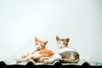 Fototapeta premium cat couple lie together