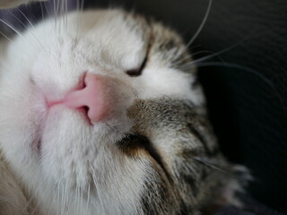 Katze Gesicht Portrait Nahaufnahme