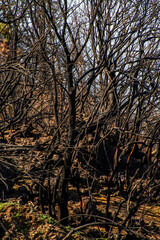 Árboles quemados en un incendio, Santa Úrsula, Tenerife.