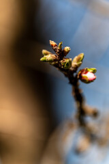 Prunus dulcis que pertenece a la familia Rosaceae.