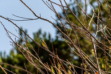 Pájaro en Santa Úrsula, Tenerife.