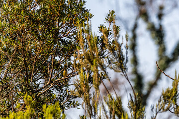Pájaro en Santa Úrsula, Tenerife.
