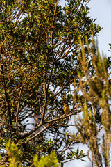 Pájaro en Santa Úrsula, Tenerife.
