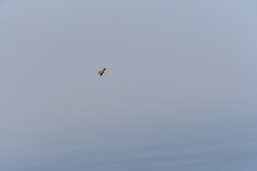 Pájaro en Santa Úrsula, Tenerife.