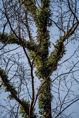Árboles quemados en un incendio, Santa Úrsula, Tenerife.