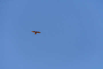 Pájaro en Santa Úrsula, Tenerife.