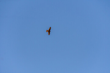 Pájaro en Santa Úrsula, Tenerife.