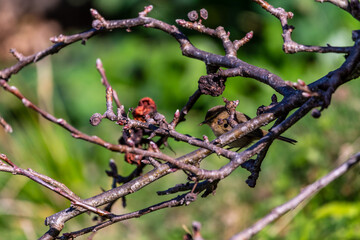 Pájaro en Santa Úrsula, Tenerife.