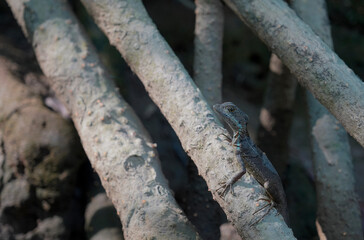 A lizard on the root of the mangrove tree, Costa Rica 