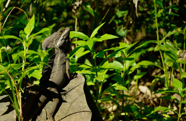 The common basilisk  lizard on the rock, green leaves in the background. Costa Rica