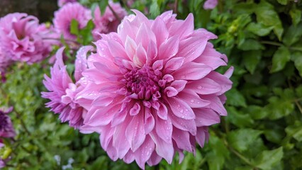 pink dahlia flower