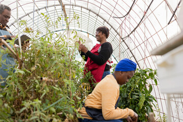 mature family taking care of their ecological garden bio greenhouse with technology